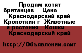 Продам котят британцев  › Цена ­ 1 500 - Краснодарский край, Кропоткин г. Животные и растения » Кошки   . Краснодарский край